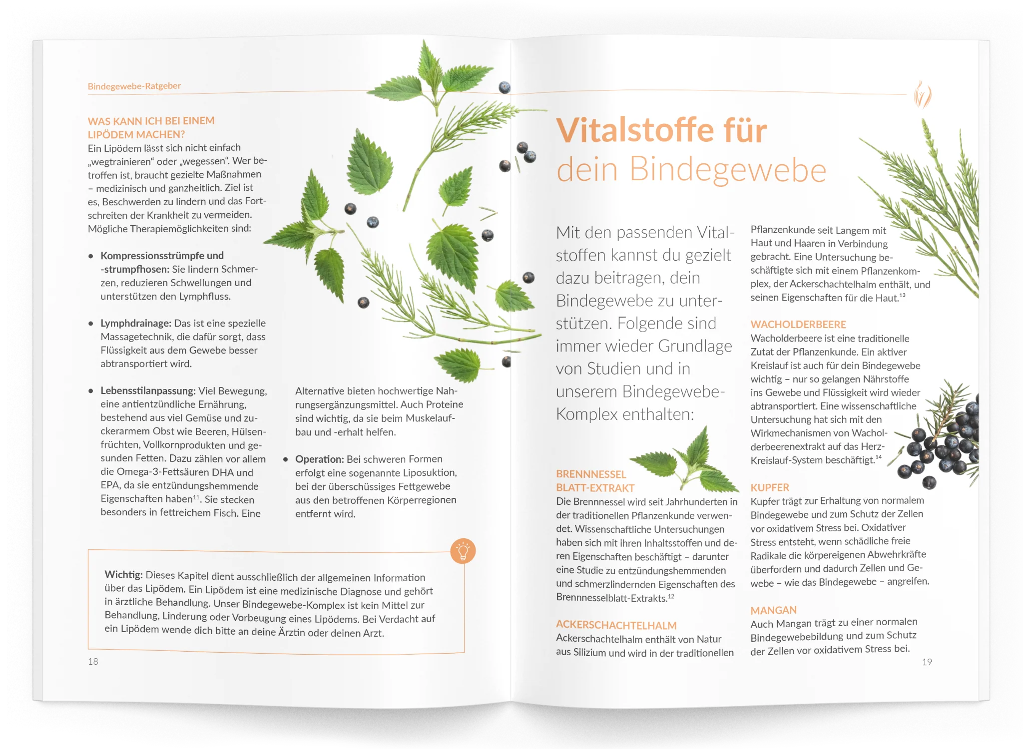 Bindegewebe-Ratgeber - Image 4
